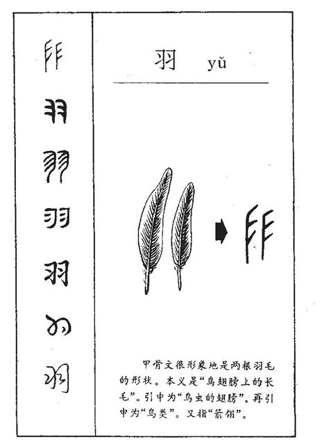 有羽的名字|羽字的名字寓意是什么意思 羽字的意思